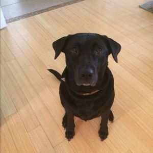 Meet your Posher, Darren